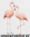 FLAMINGO①