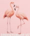 FLAMINGO②