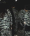 TIGER CAMO