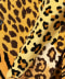 AnimalCrazy