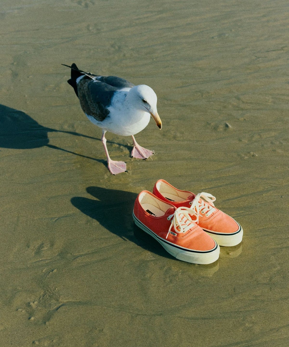 BEAMS BOY (BEAMS BOY) VANS / VANS For BEAMS BOY Authentic Vintage