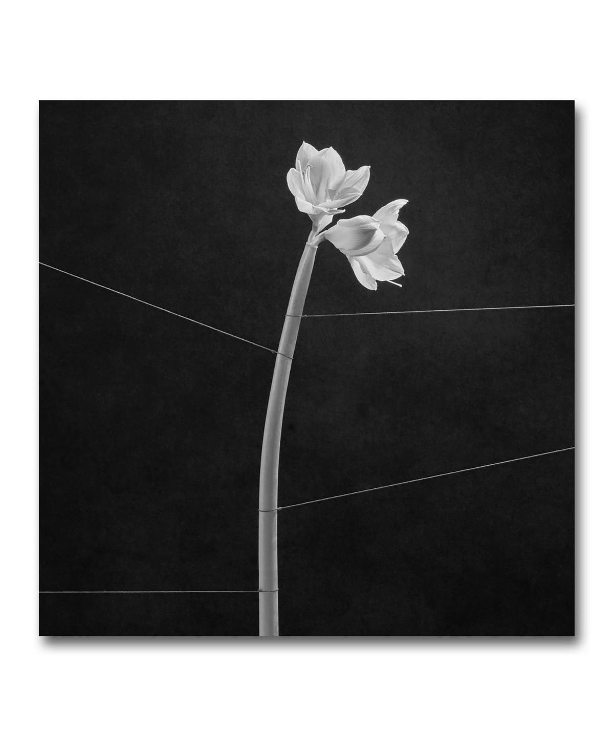 【限定クリスタル・クリアヴァイナル仕様LP】Trentemoller / Dreamweaver〈In My Room〉 音楽・本 MEN RECORD ONE SIZE 【限定クリスタル・クリアヴァイナル仕様LP】Trentemoller / Dreamweaver〈In My Room〉 音楽・本 MEN RECORD ONE SIZE