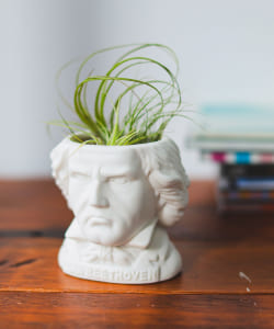 Unemployed Philosophers Guild / BUST PLANTERS プランター