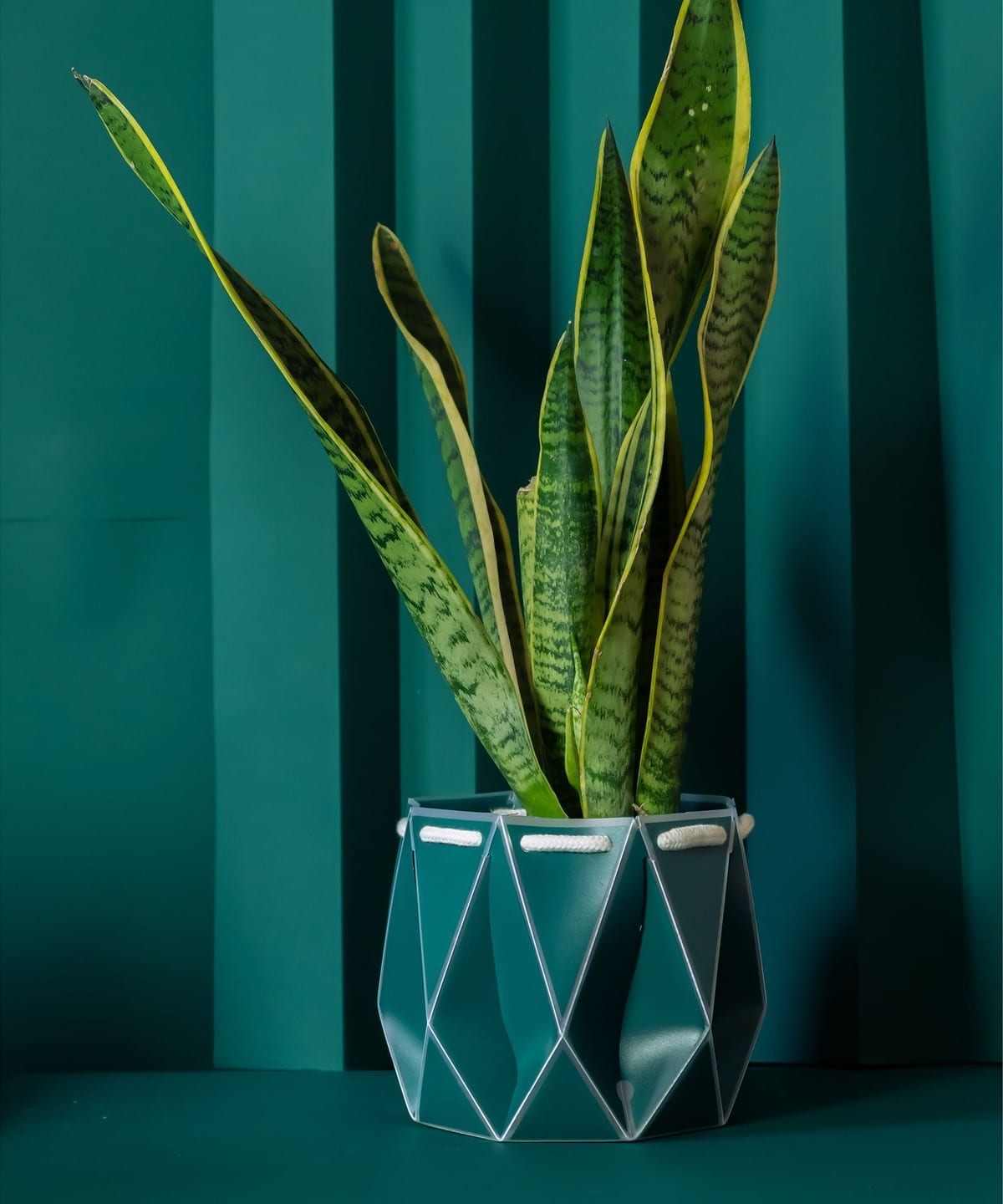 【5/8新規値下げ】POTR / Pot プラントポット 18cm インテリア MEN PINE GREEN ONE SIZE 【5/8新規値下げ】POTR / Pot プラントポット 18cm インテリア MEN PINE GREEN ONE SIZE
