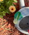 BOK CHOY