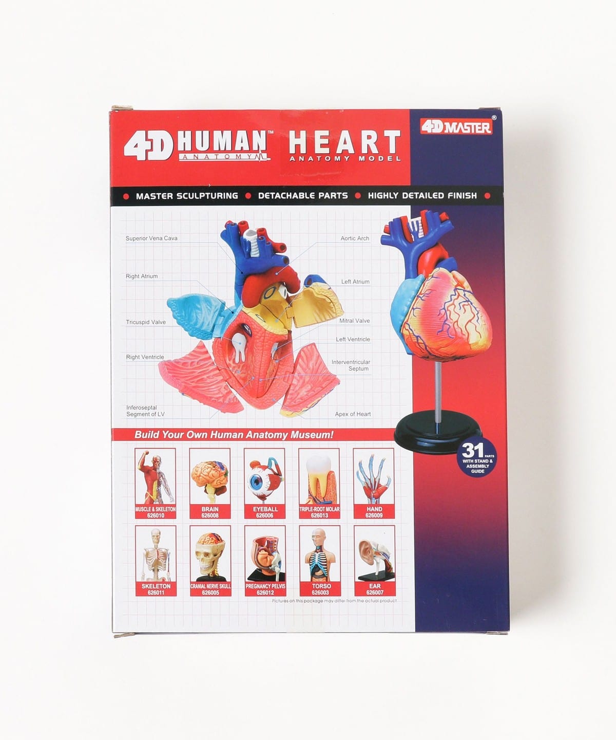 bPr BEAMS（bPrビームス）4D MASTER / HUMAN ANATOMY（雑貨・ホビー