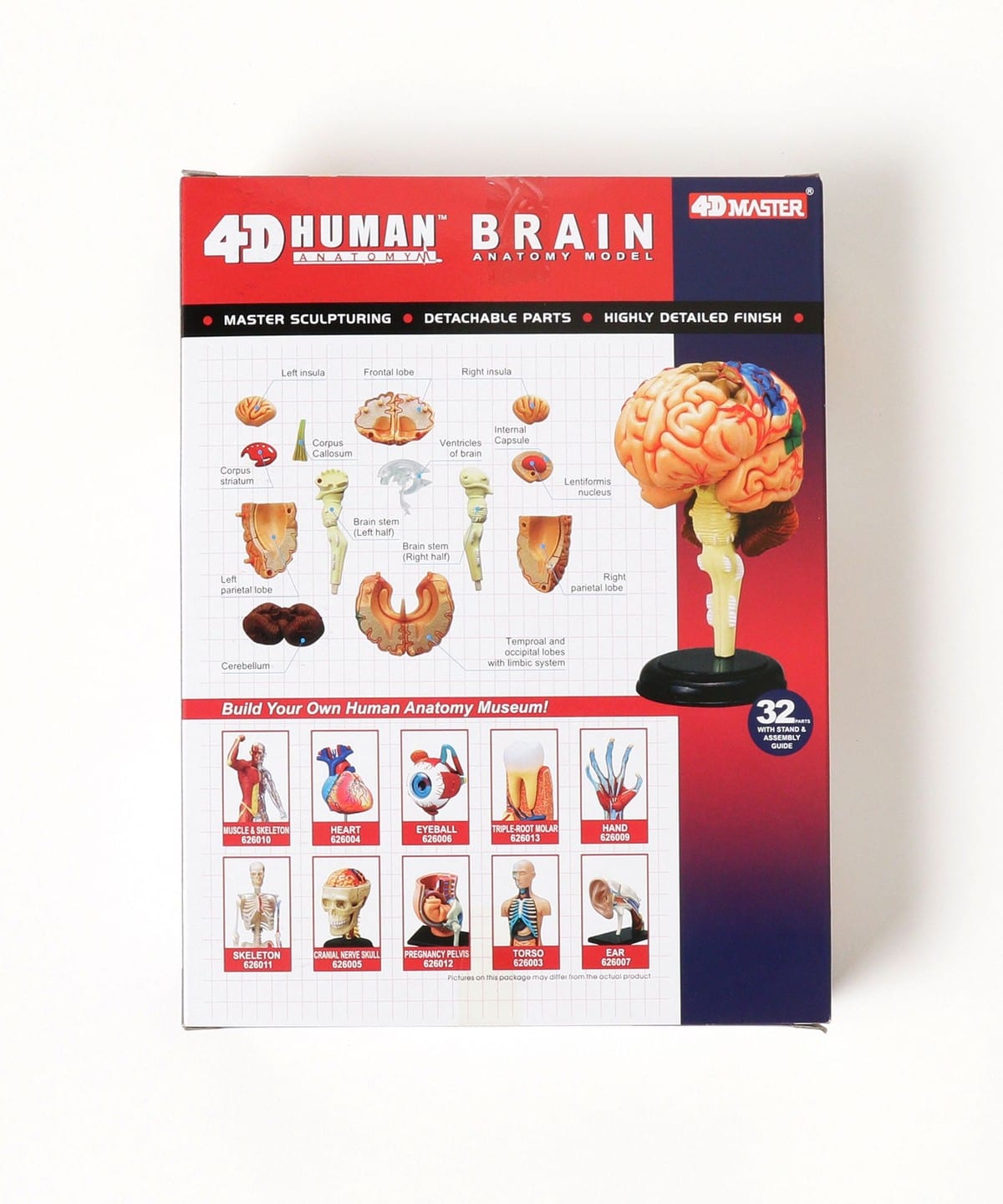 bPr BEAMS（bPrビームス）4D MASTER / HUMAN ANATOMY（雑貨・ホビー