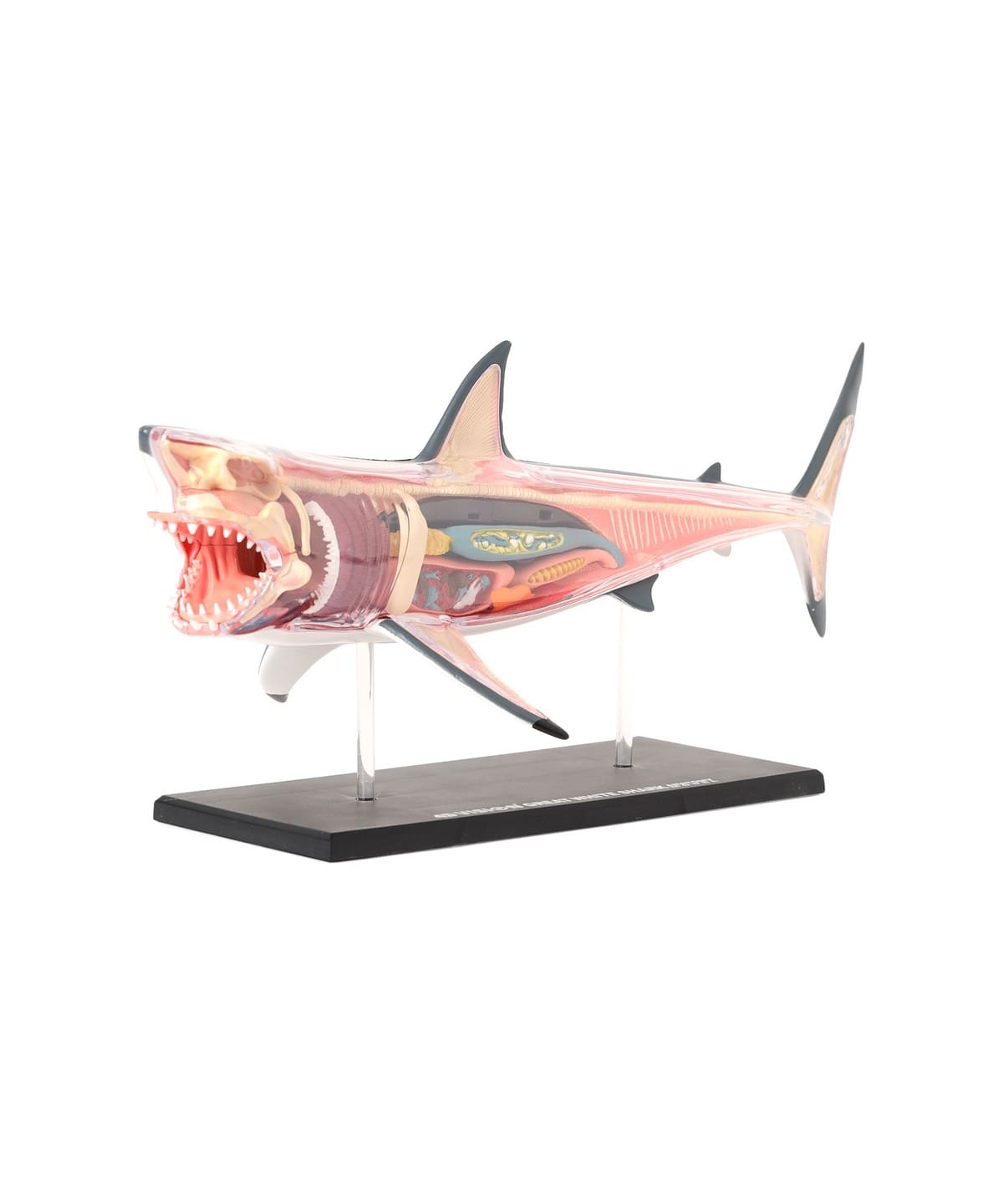 4D MASTER / ANIMAL ANATOMY 雑貨・ホビー MEN WHITE SHARK ONE SIZE 4D MASTER / ANIMAL ANATOMY 雑貨・ホビー MEN WHITE SHARK ONE SIZE