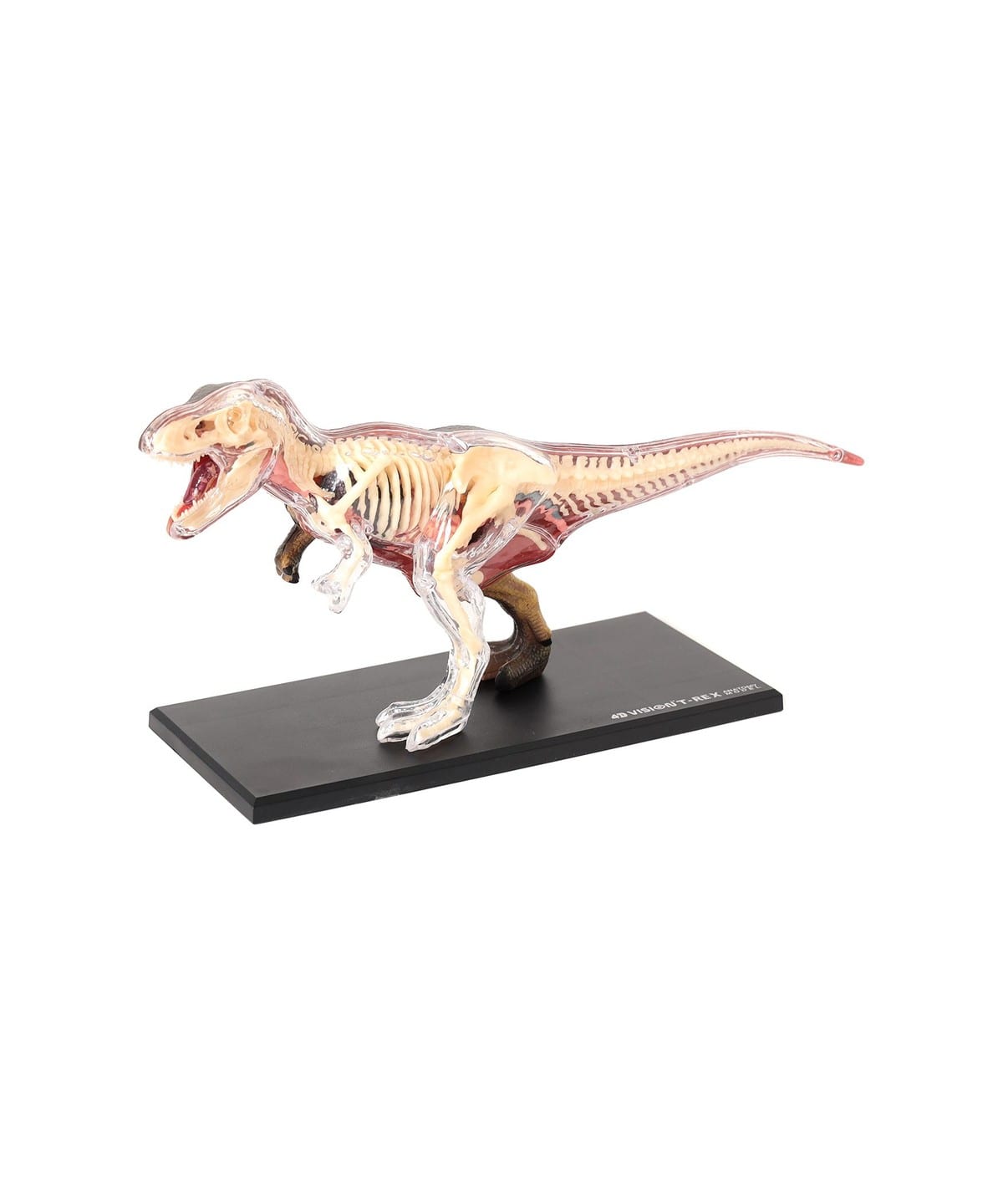 4D MASTER / ANIMAL ANATOMY 雑貨・ホビー MEN T-REX ONE SIZE 4D MASTER / ANIMAL ANATOMY 雑貨・ホビー MEN T-REX ONE SIZE