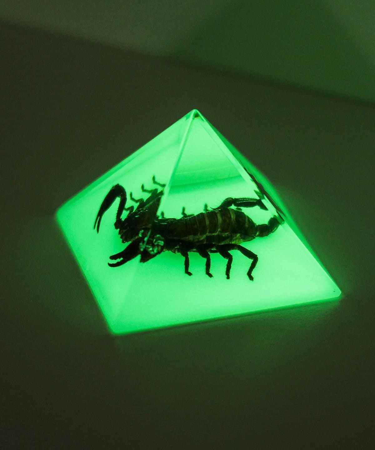 REAL BUG / Pyramid インテリア MEN GOLDEN SCORPION ONE SIZE REAL BUG / Pyramid インテリア MEN GOLDEN SCORPION ONE SIZE