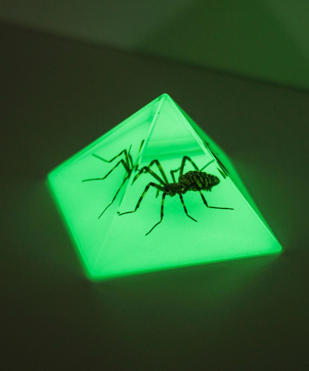 REAL BUG / Pyramid インテリア MEN STAG BEETLE ONE SIZE REAL BUG / Pyramid インテリア MEN STAG BEETLE ONE SIZE