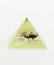 STAG BEETLE