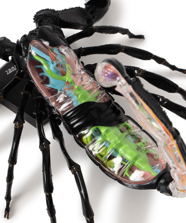 bPr BEAMS（bPrビームス）4D MASTER / INSECT ANATOMY（インテリア