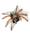 Tarantula Spider
