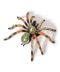 Tarantula Spider