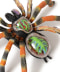 Tarantula Spider