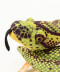 anaconda