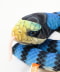 Yellow-lipped sea krait