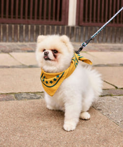 HAY / DOGS COLLECTION SCARF