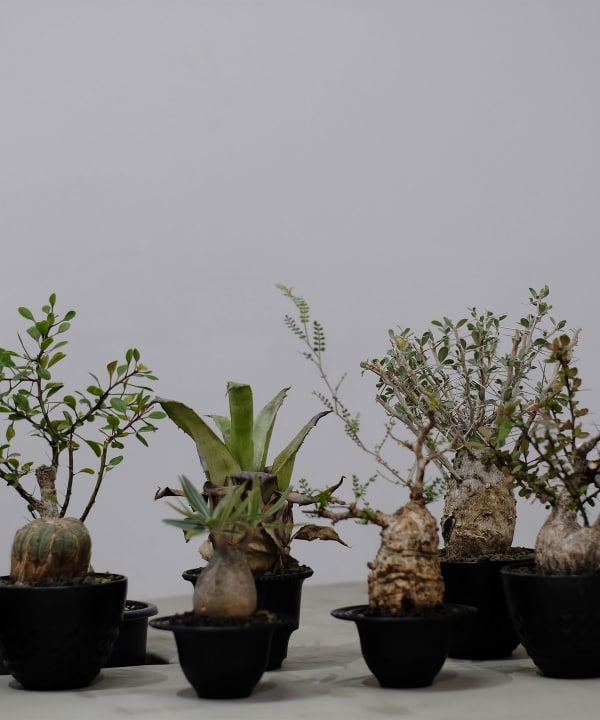 ジェリーマルケス　beams 受注生産品 新品未開封 Photos by BEAMS JAPAN SHIBUYA Official (@beams_japan_shibuya