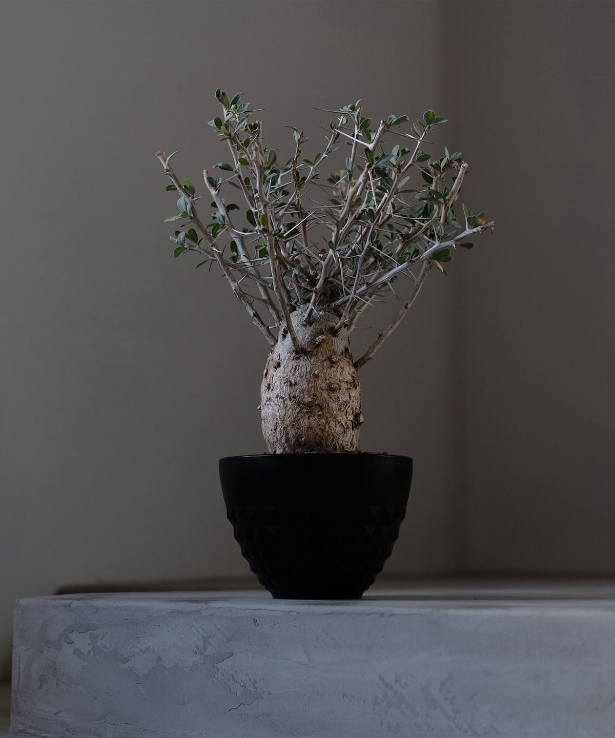 N/OH B:MING by BEAMS 植物鉢 N/OH B:MING by BEAMS 植物鉢 N/OH B:MING by BEAMS 植物鉢