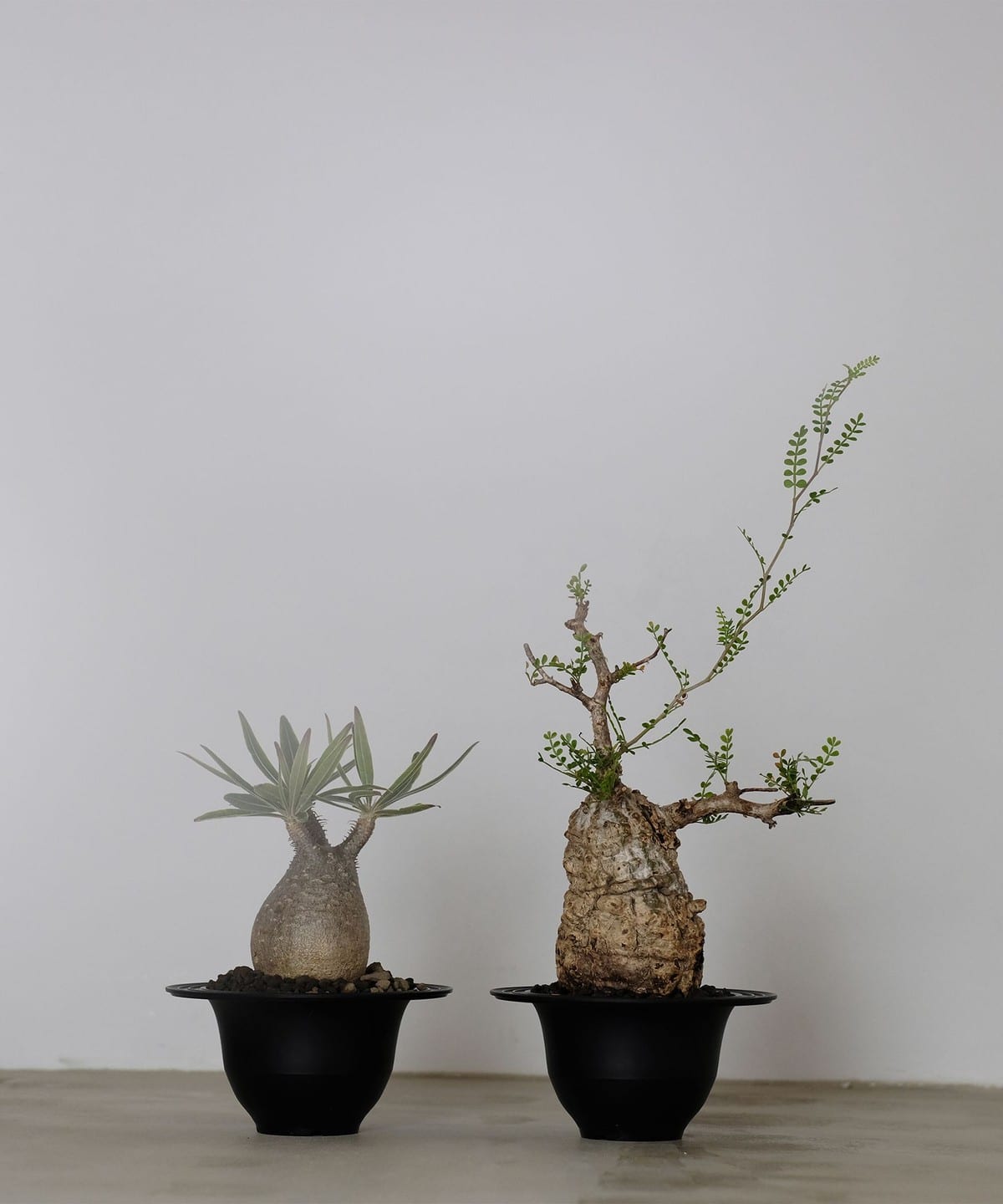 TaiShoDo × ALTERPLANTZ / 植木鉢 インテリア MEN BLACK ONE SIZE TaiShoDo × ALTERPLANTZ / 植木鉢 インテリア MEN BLACK ONE SIZE