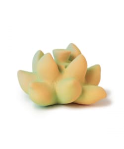 Mie Takahashi / Gradation Form