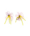 Rose/Yellow